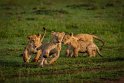 006 Masai Mara, leeuwen